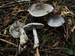 Tricholoma subacutum