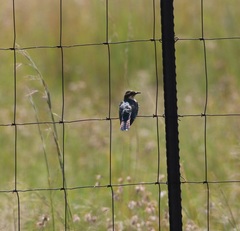 Chrysococcyx caprius