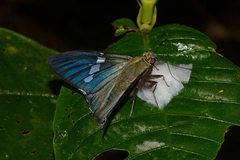 Astraptes janeira