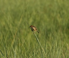 Cisticola tinniens