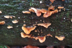 Stereum hirsutum