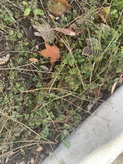 Chloris verticillata
