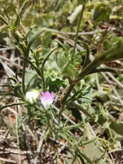 Justicia divaricata