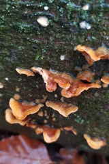 Stereum hirsutum