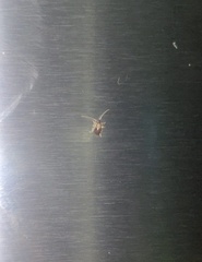 Blattoidae