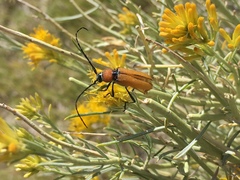 Crossidius coralinus