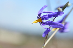 Conanthera bifolia