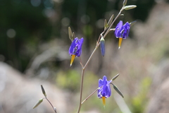 Conanthera bifolia