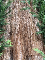 Sequoiadendron