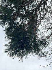 Sequoiadendron