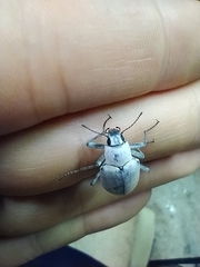 Tenebrionidae