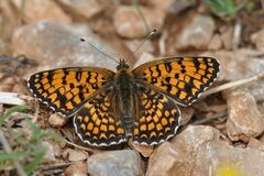 Melitaea ornata