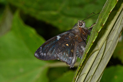 Astraptes janeira