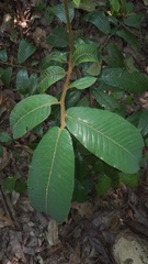 Virola flexuosa