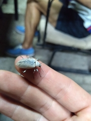 Tenebrionidae
