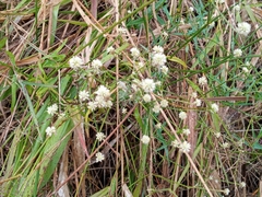 Pfaffia glomerata