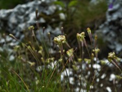 Silene saxifraga