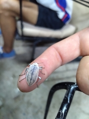 Tenebrionidae