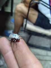 Tenebrionidae