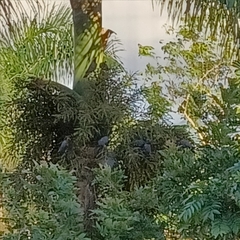 Patagioenas squamosa