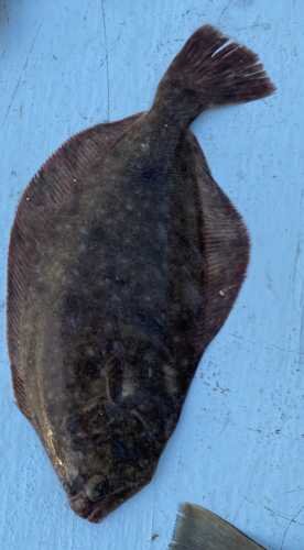 Summer flounder (Paralichthys dentatus) — Paralichthyidae — 2