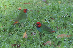 Erythrura pealii