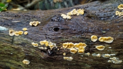 Stereum hirsutum
