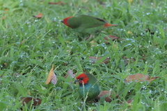 Erythrura pealii