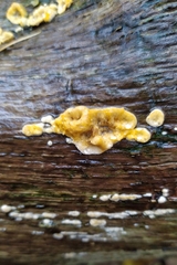 Stereum hirsutum