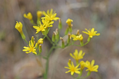 Crepis acuminata