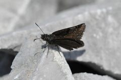 Erynnis marloyi