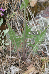 Crepis acuminata