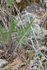 Crepis acuminata