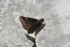 Erynnis marloyi