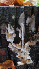 Merulius tremellosus