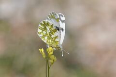 Euchloe ausonia