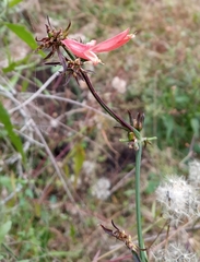 Dicliptera squarrosa