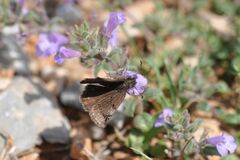 Erynnis marloyi