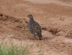 Pternistis natalensis