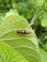 Diedrocephala variegata