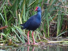 Porphyrio porphyrio