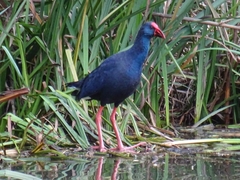 Porphyrio porphyrio