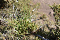 Ephedra chilensis