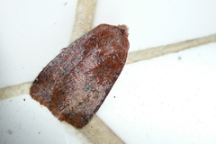 Cerastis rubricosa
