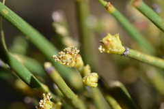 Ephedra chilensis
