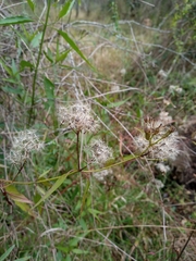 Chromolaena christieana