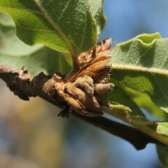 Andricus foecundatrix