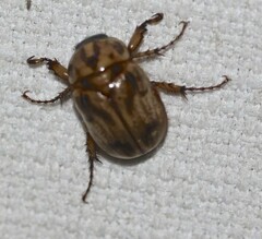 Cyclocephala signaticollis