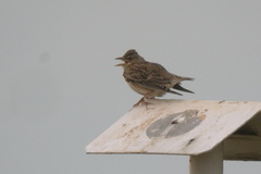 Melanocorypha calandra