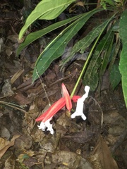 Erythrochiton fallax